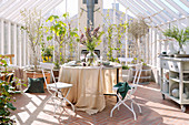 Set table in sunny greenhouse