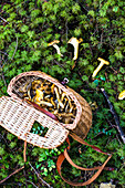 Freshly collected chanterelles in a basket and on a forest floor