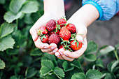 Kinderhände halten frisch gepflückte Erdbeeren