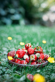 Frisch gepflückte Erdbeeren in Schälchen auf Wiese