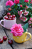 Blueberries and roses in mugs on wooden bench outdoors