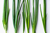 Fresh green chives on white background