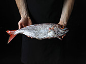 Hände halten frischen Fisch mit roter Schwanzflosse und roten Augen
