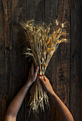 From above field bouquet of ripe wheat ears in hands on wooden background