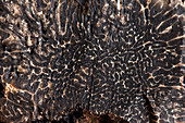 Black truffle, macro shot