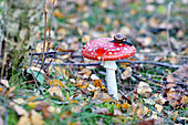 Snail on fly agaric mushroom on forest floor