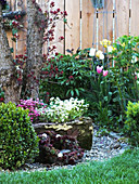 Stone trough in spring bed, box ball, smoke tree, tulips