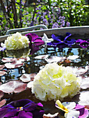 Wassertrog mit schwimmenden Blüten aus Stiefmütterchen, Hornveilchen und Schneeball