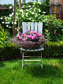 Pink verbena on old garden chair in front of box hedge and viburnum bush