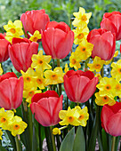 Tulipa 'Van Eijk', Narcissus 'Martinette'