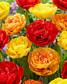 Tulipa 'Miranda', 'Sun Lover' 'Yellow Pomponette'