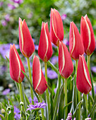 Tulipa 'Taco'