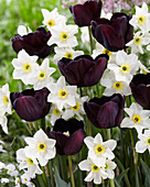 Tulipa 'Paul Scherer', Narcissus 'Lieke'