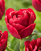 Tulipa Presto