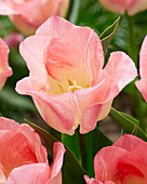 Tulipa Pink Dream