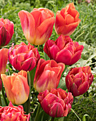 Tulipa 'Zoe', 'Hypnose'