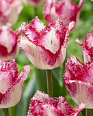 Tulipa 'SHCR18'