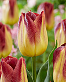 Tulipa  Disaronno