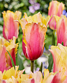 Tulipa 'Flaming Memory'
