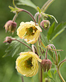 Geum 'Censation' ™ 'Two Tone Pearl'