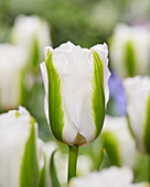 Tulipa 'Green Glow'