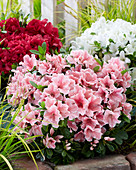 Rhododendron 'Encore' ® 'Autumn Fire', 'Sunburst', 'Pure White'