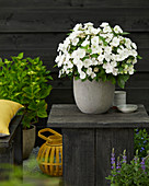 Hydrangea 'Runaway Bride' ®