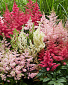 Astilbe japonica 'Younique' Farbmix