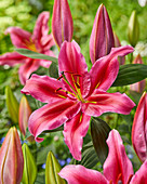 Lilium 'Peter Schenk'