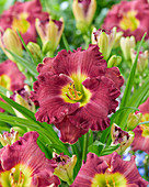 Hemerocallis Spacecoast Super