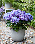 Hydrangea Multi-Double by Magical ® 'Purple Blue Fiction'