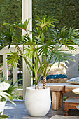 Philodendron Xantal