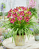 Hemerocallis Ver00325