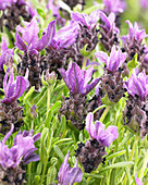 Lavandula stoechas