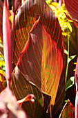 Bunte Blätter von Riesen-Canna Andaloucia