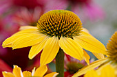 Echinacea E266