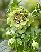 Helleborus orientalis 'Double Ellen' ® 'Green'