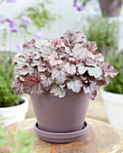 Heuchera 'Red Pearls'