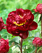 Paeonia Peter Brand