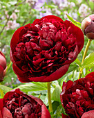 Paeonia 'Red Grace'