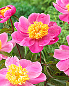 Paeonia 'Doreen'