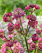 Astrantia 'Censation' ™ 'Milano'