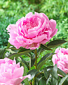 Paeonia 'Pink Jazz'