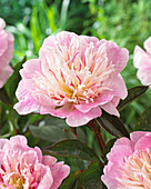 Paeonia 'Do Tell'