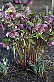 Helleborus orientalis