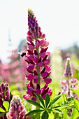Lupinus 'Gallery Red Shades'