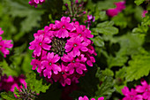 Verbena Vidi Vici Pink