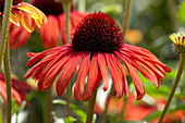 Echinacea 'Postman'