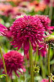 Echinacea 'Purple Lady'