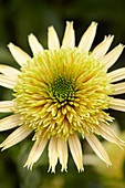 Echinacea 'Buttercream'